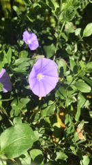 Convolvulaceae