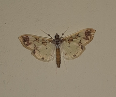 Polythlipta divaricata