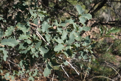 Quercus turbinella