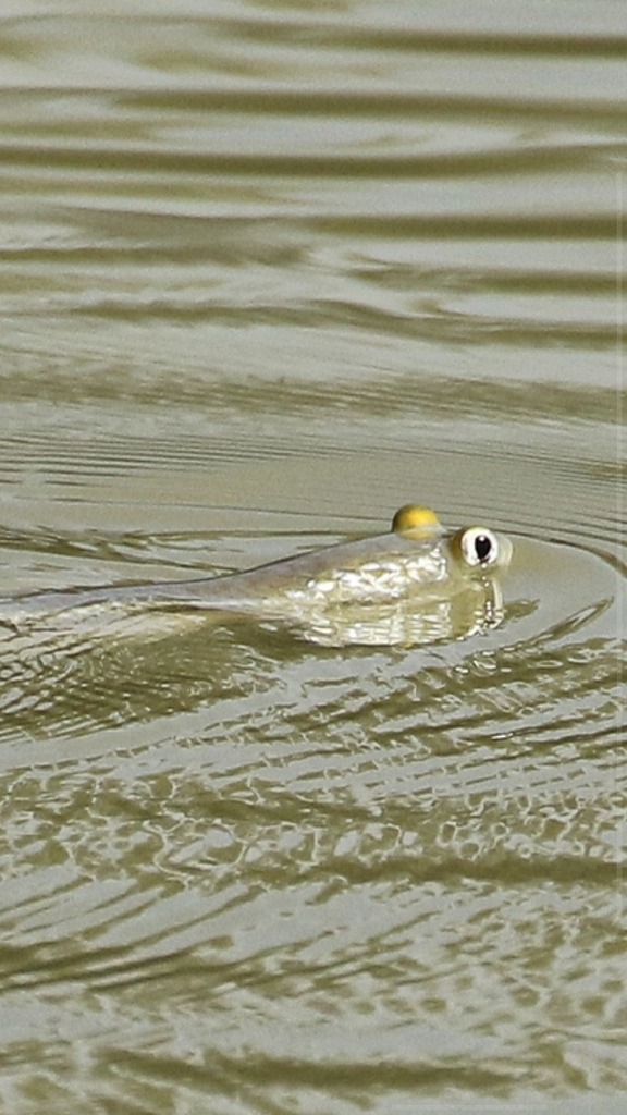 Corsula mullet (Rhinomugil corsula) — Mugilidae