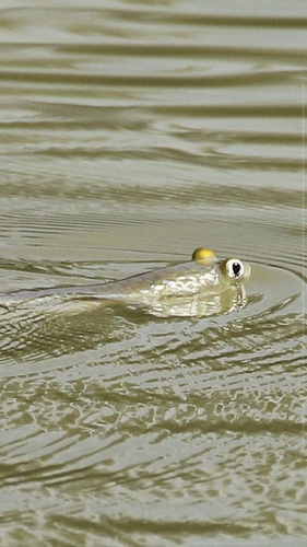 Corsula mullet (Rhinomugil corsula) — Mugilidae