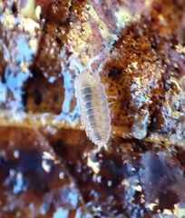 Oniscidea