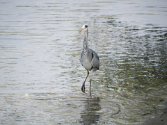 Ardea cinerea