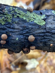 Hypoxylaceae