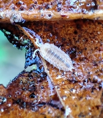 Oniscidea