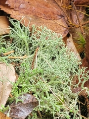 Cladonia furcata