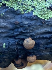 Hypoxylaceae