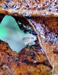Oniscidea