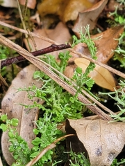 Cladonia furcata