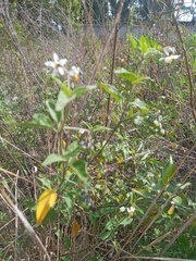 Solanum nigrescens
