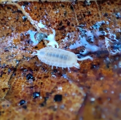 Oniscidea