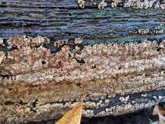 Xylobolus frustulatus