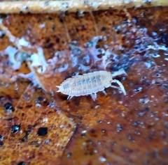 Oniscidea