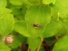 Trigonidium cicindeloides