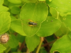 Trigonidium cicindeloides