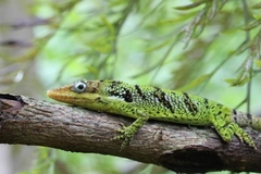 Anolis heterodermus