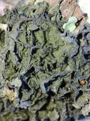 Leptogium brebissonii