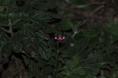 Lopezia racemosa