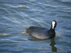 Fulica atra