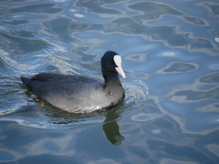 Fulica atra