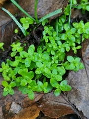 Callitriche stagnalis