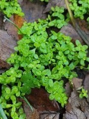 Callitriche stagnalis