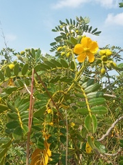 Senna multiglandulosa