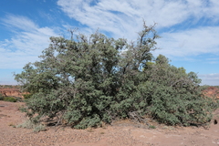Quercus turbinella