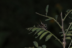 Sphenarium purpurascens