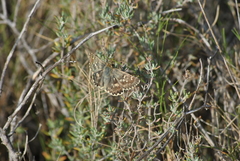 Muschampia proto