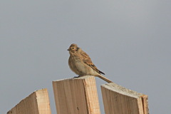 Linaria flavirostris