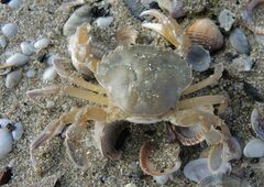 Liocarcinus vernalis