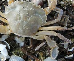 Liocarcinus vernalis