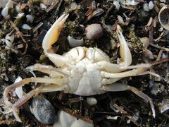 Liocarcinus vernalis