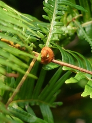 Dicranopteris