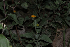 Helianthinae