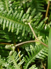 Dicranopteris