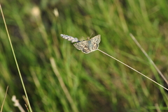 Muschampia proto