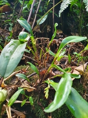 Stelis perpusilliflora