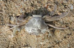 Liocarcinus vernalis