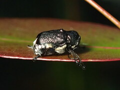 Aporocera scabrosa