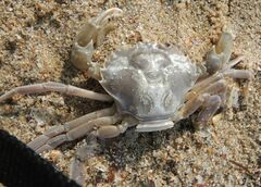 Liocarcinus vernalis