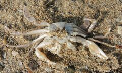 Liocarcinus vernalis
