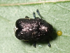 Aporocera scabrosa