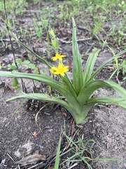 Hypoxis hemerocallidea