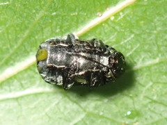 Aporocera scabrosa