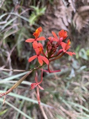 Epidendrum secundum