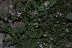 Fleischmannia pycnocephala