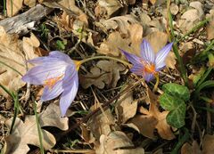 Crocus pulchellus