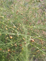 Asparagus verticillatus